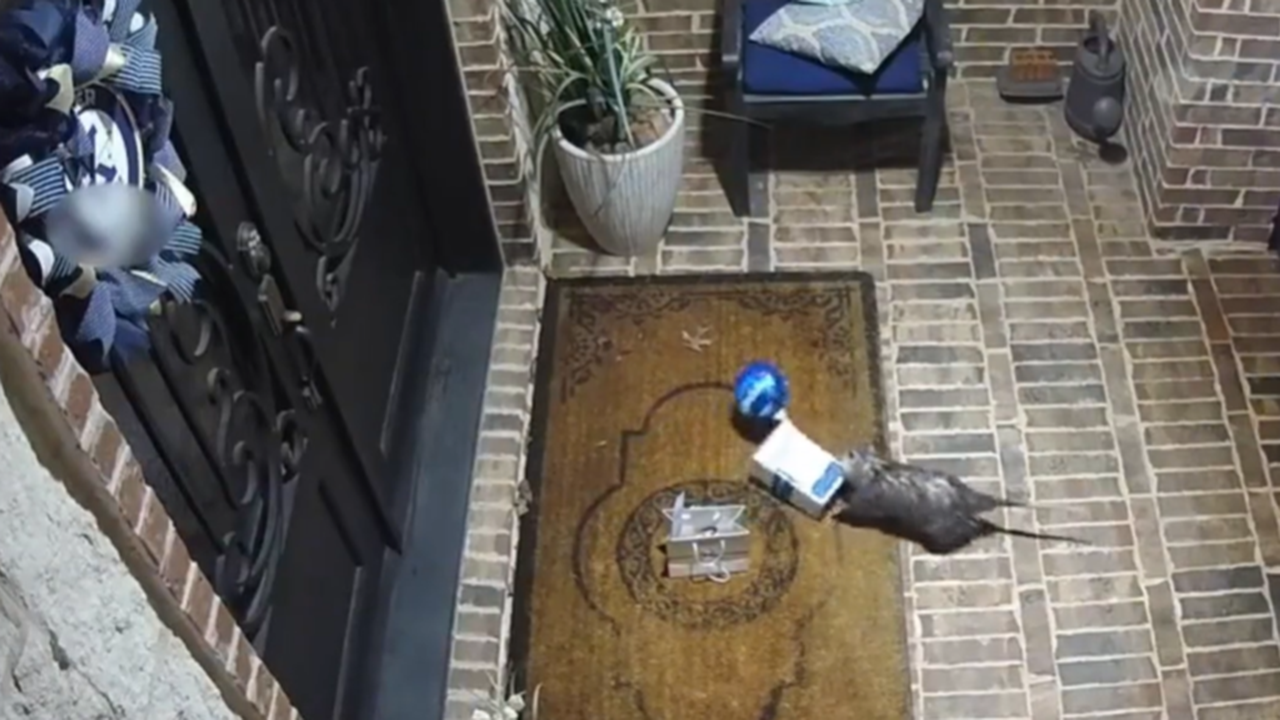 News :Opossum ‘porch pirate’ steals box of 15-year-old’s birthday cookies, video shows