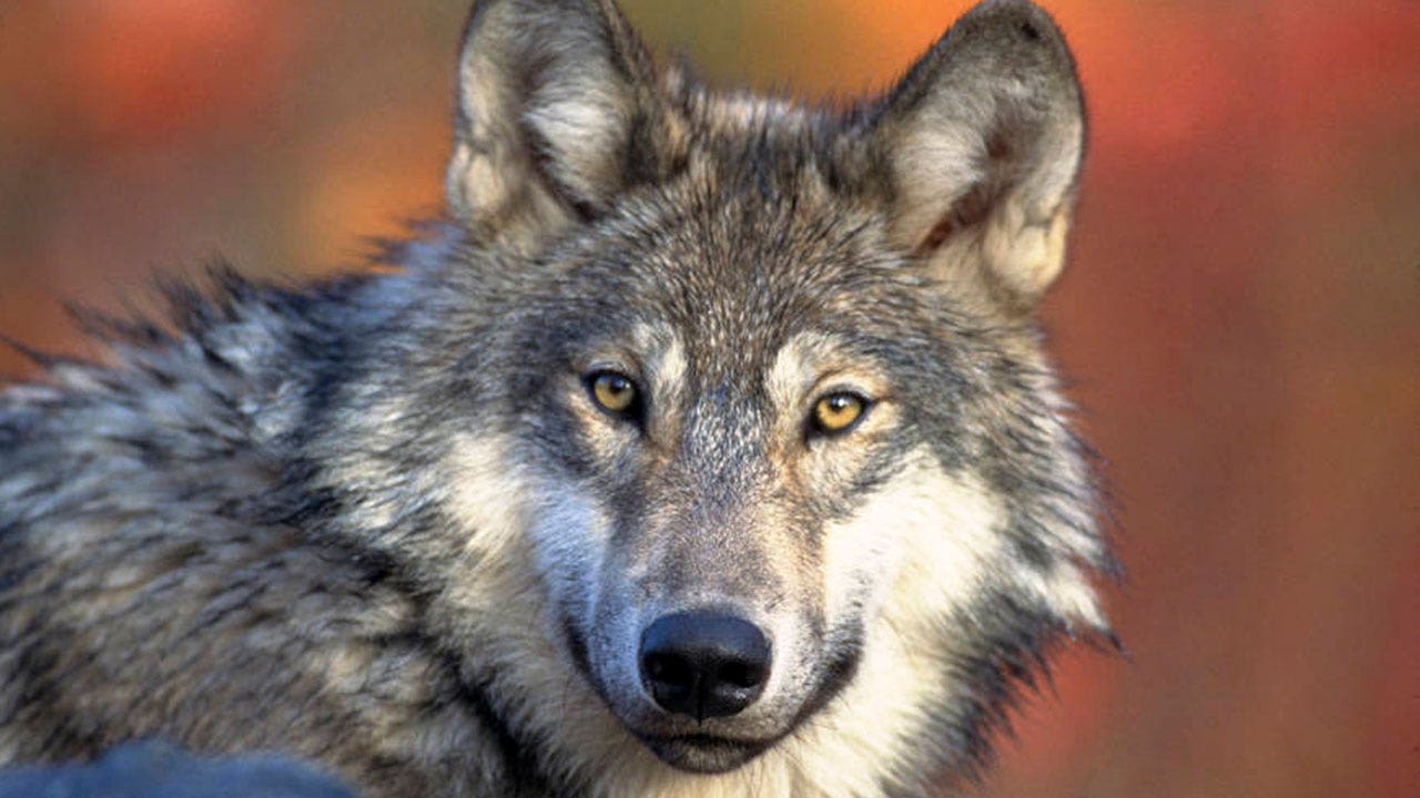 Read more about the article Three endangered wolves dead in Oregon, $50,000 reward for information
