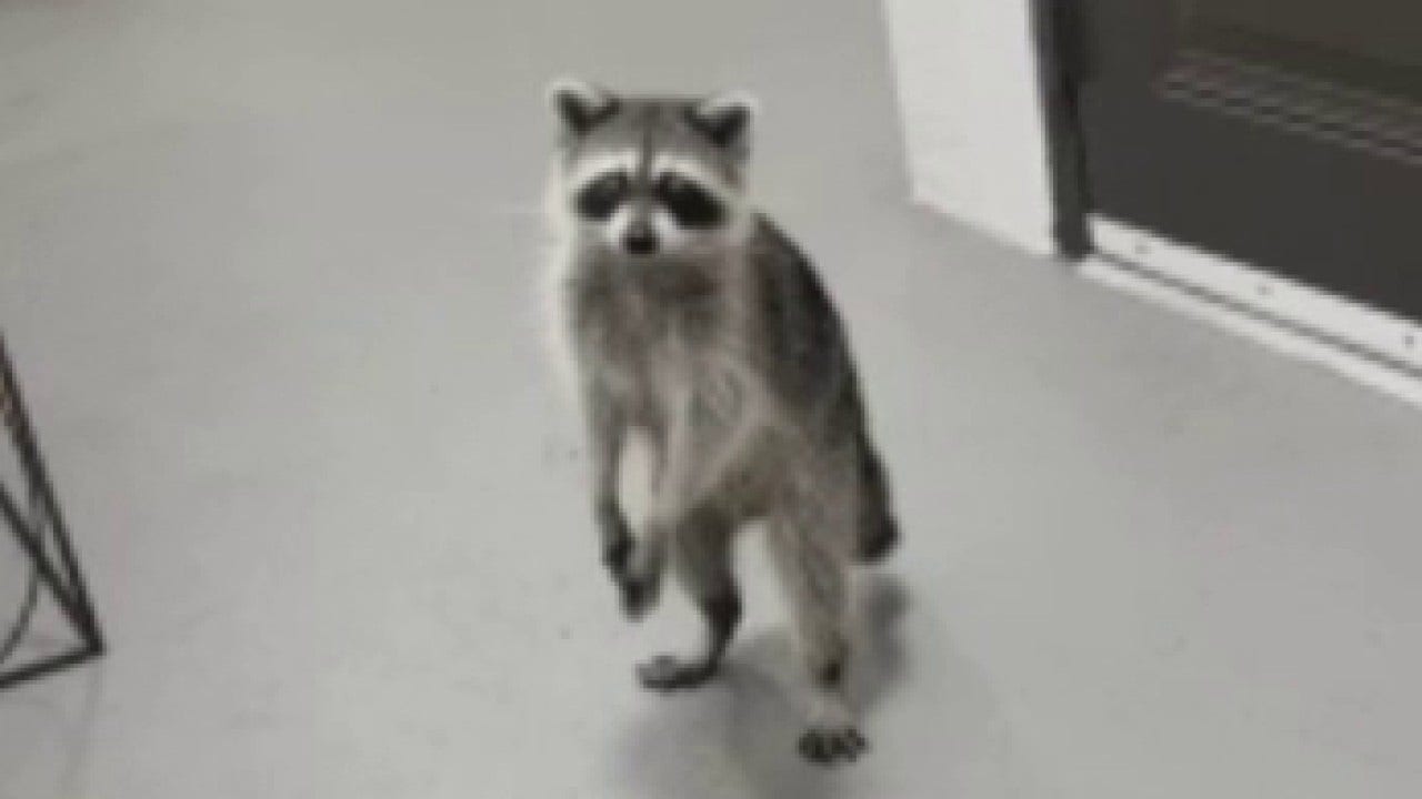 You are currently viewing Raccoons swipe Florida woman’s DoorDash taco order from her porch