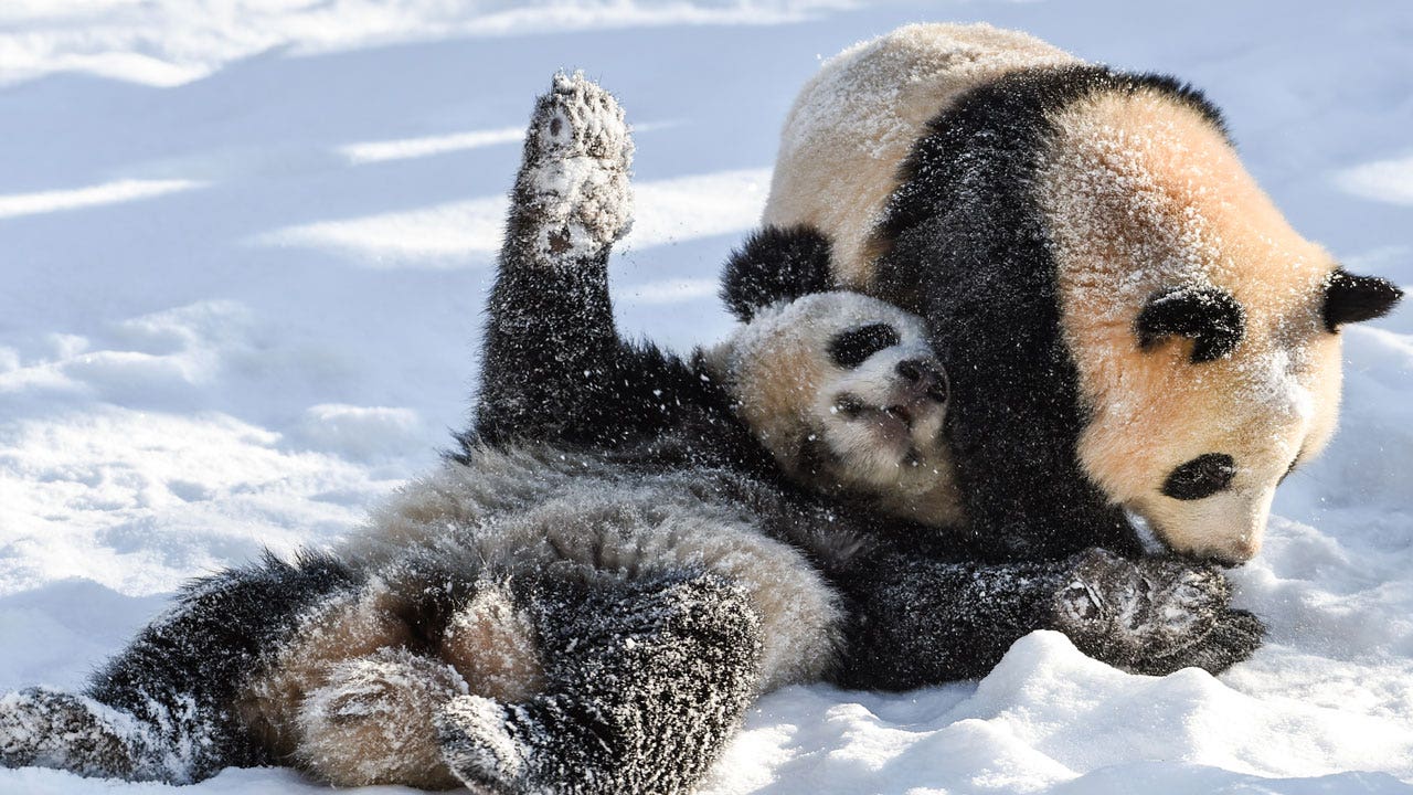 Read more about the article Outside of China, pandas are only found in these 5 zoos around the world