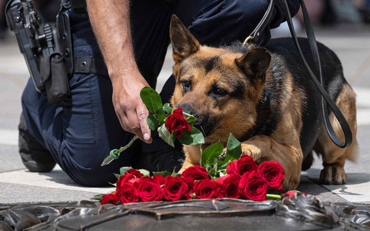 Kansas lawmakers consider increasing penalties for harming police dogs