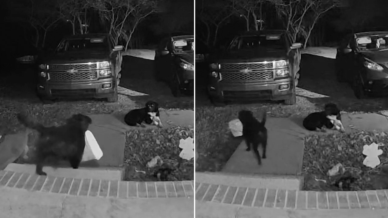 Dog caught on doorbell camera stealing package from neighbor’s front porch