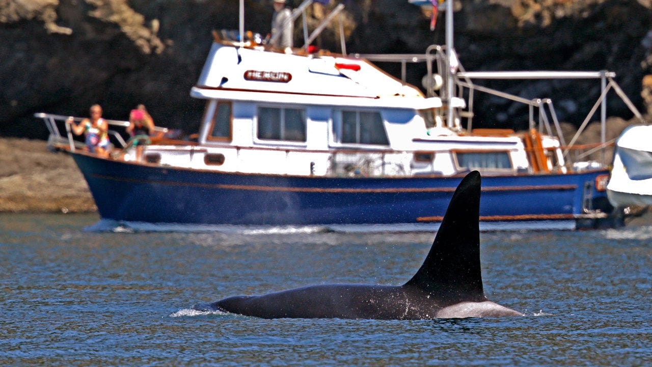 Coast Guard launches whale sighting alerts in Seattle so boats will steer clear