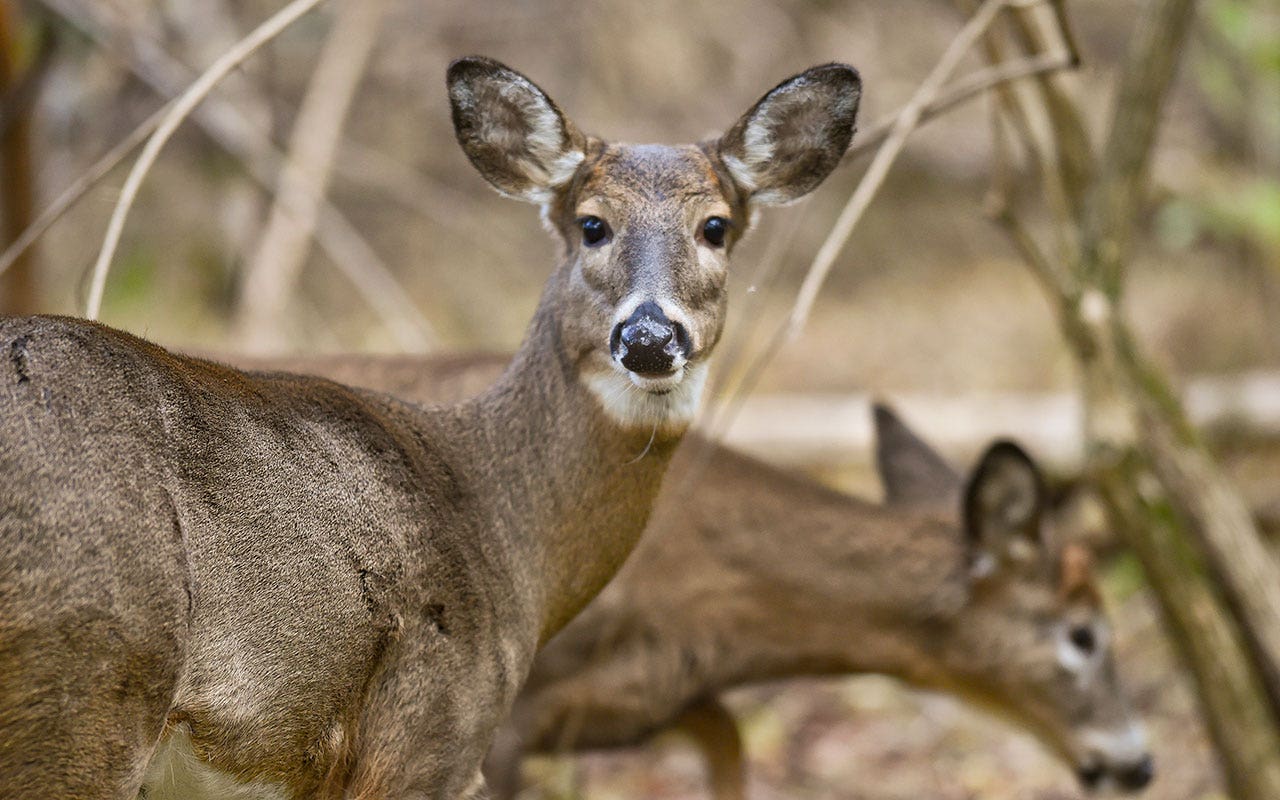 News :Pennsylvania man convicted of using drone to help hunters find deer carcasses