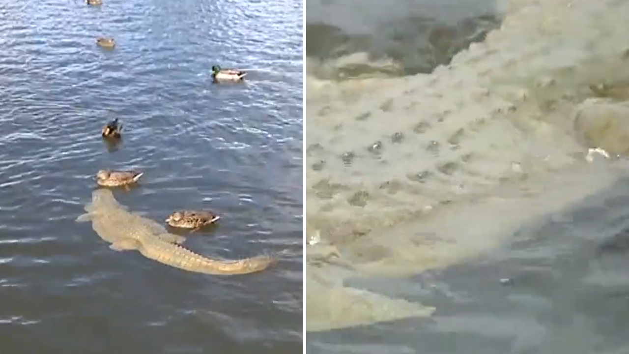 Mesa's Parks, Recreation and Community Facilities Department placed a realistic-looking foam alligator in Riverview Pond. (FOX 10 Phoenix)
