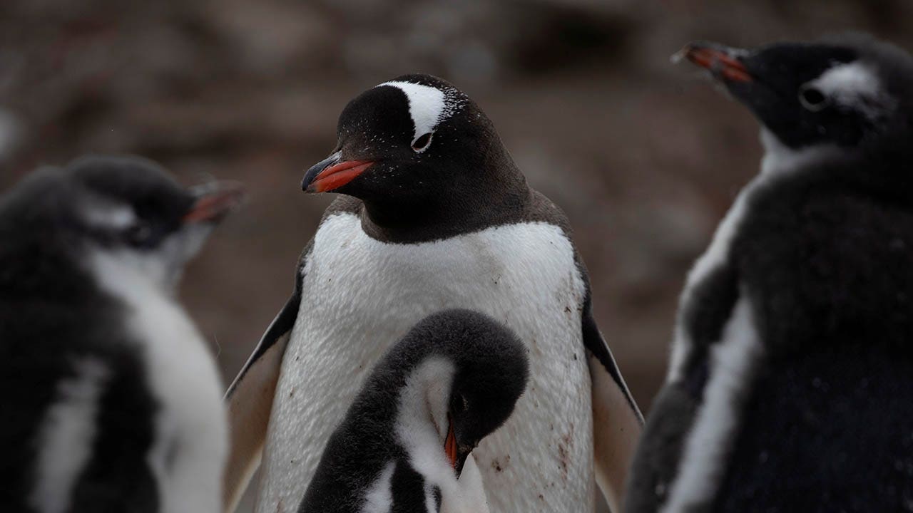 Read more about the article Antarctica struck with bird virus as scientists say flu has hit the mainland for the first time