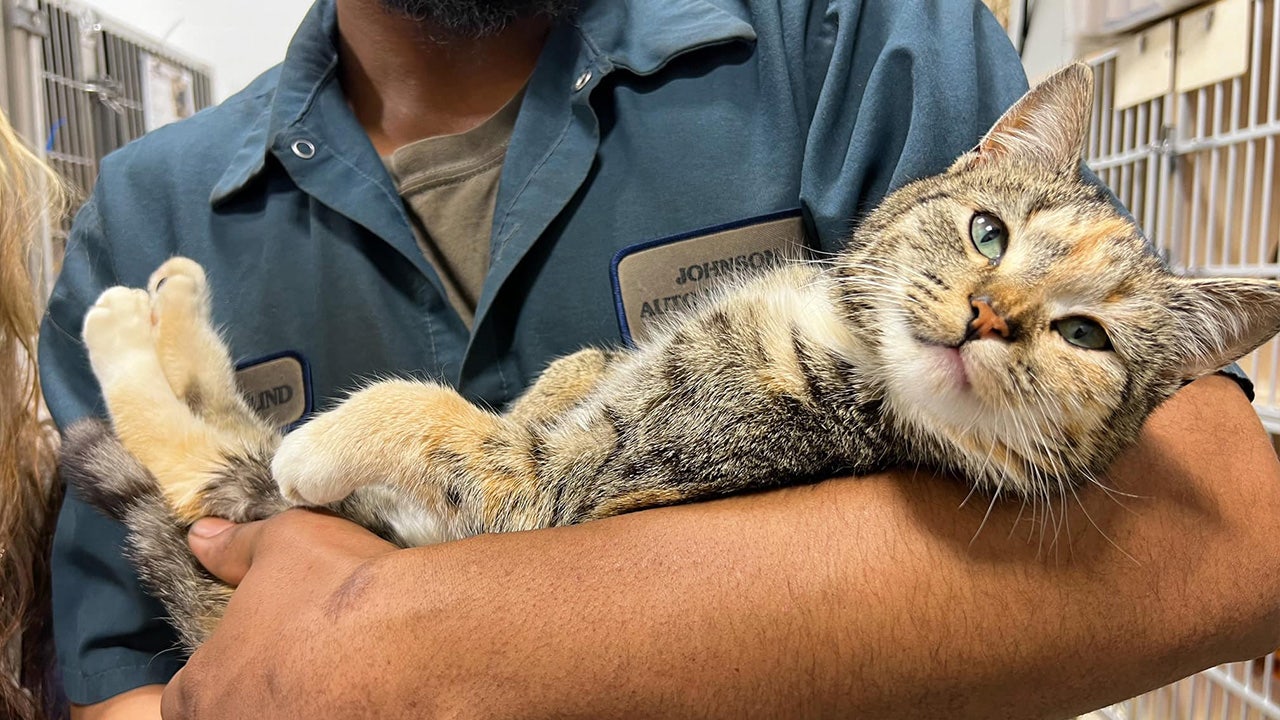 North Carolina cat rescued from car crusher