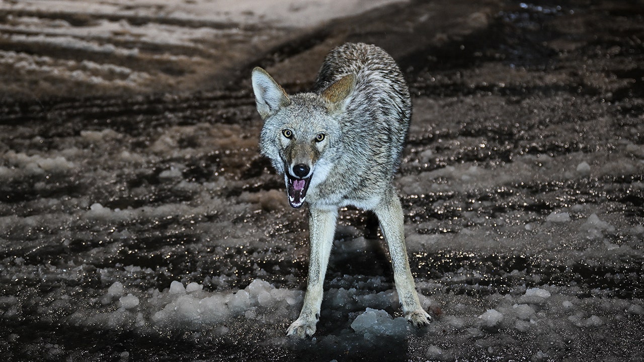 Read more about the article Rhode Island hiker gets bitten by coyote before killing it with his bare hands, tests reveal animal had rabies