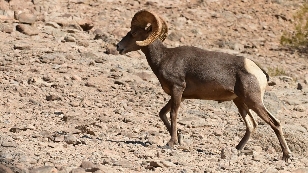 Read more about the article Arizona wildlife officials investigate illegal killing of a desert bighorn sheep; $6500 reward offered