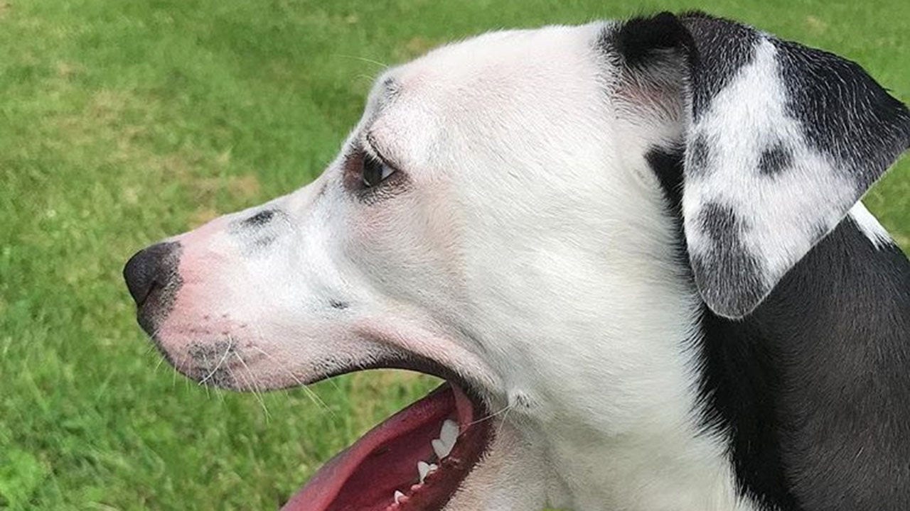 Tennessee dog's unusual markings resemble a selfie, pet owner says it’s the ‘most unique thing’