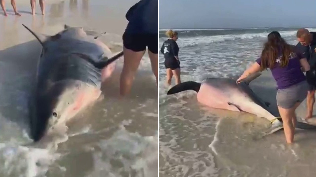 Read more about the article Carcass of pregnant great white shark washes up on Florida beach
