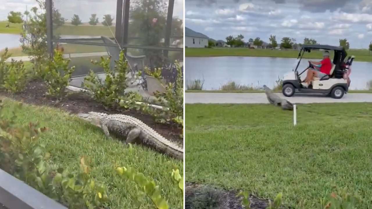 A couple was recently pursued by an alligator while riding in a golf cart in Ave Maria, Florida. (Denise Prues via Storyful)