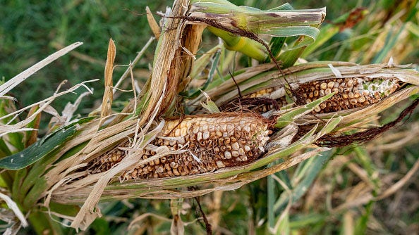 Italian farming lobbyists demand action after crops destroyed this winter