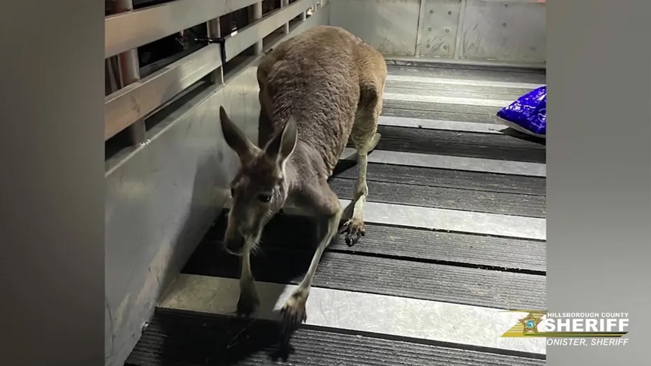 WATCH: Kangaroo sends Florida police on wild chase