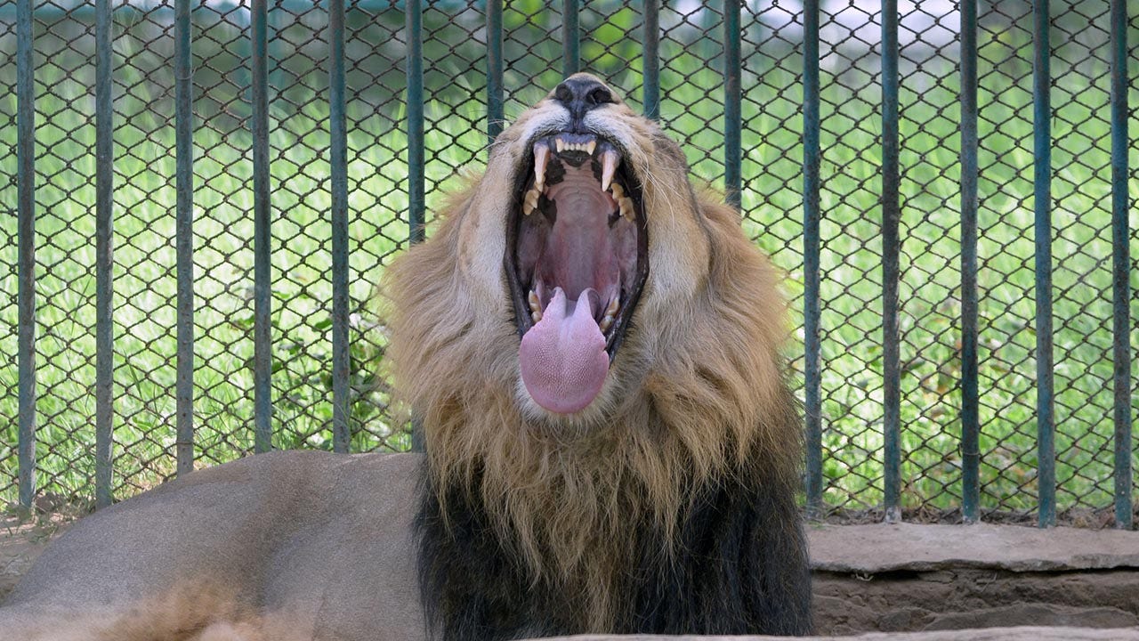 Read more about the article Man killed by lion after entering enclosure at zoo: ‘The animal attacked’
