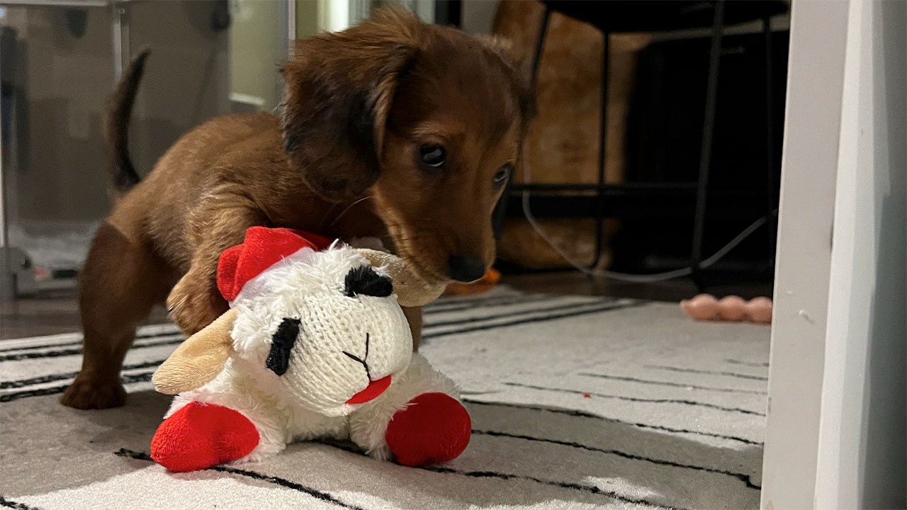 Reddit user in doghouse after giving human niece a dog toy