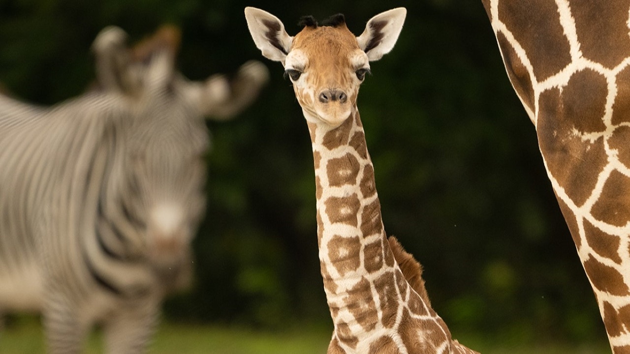 Read more about the article Florida zoo staff find baby giraffe dead with broken neck: ‘Devastating’