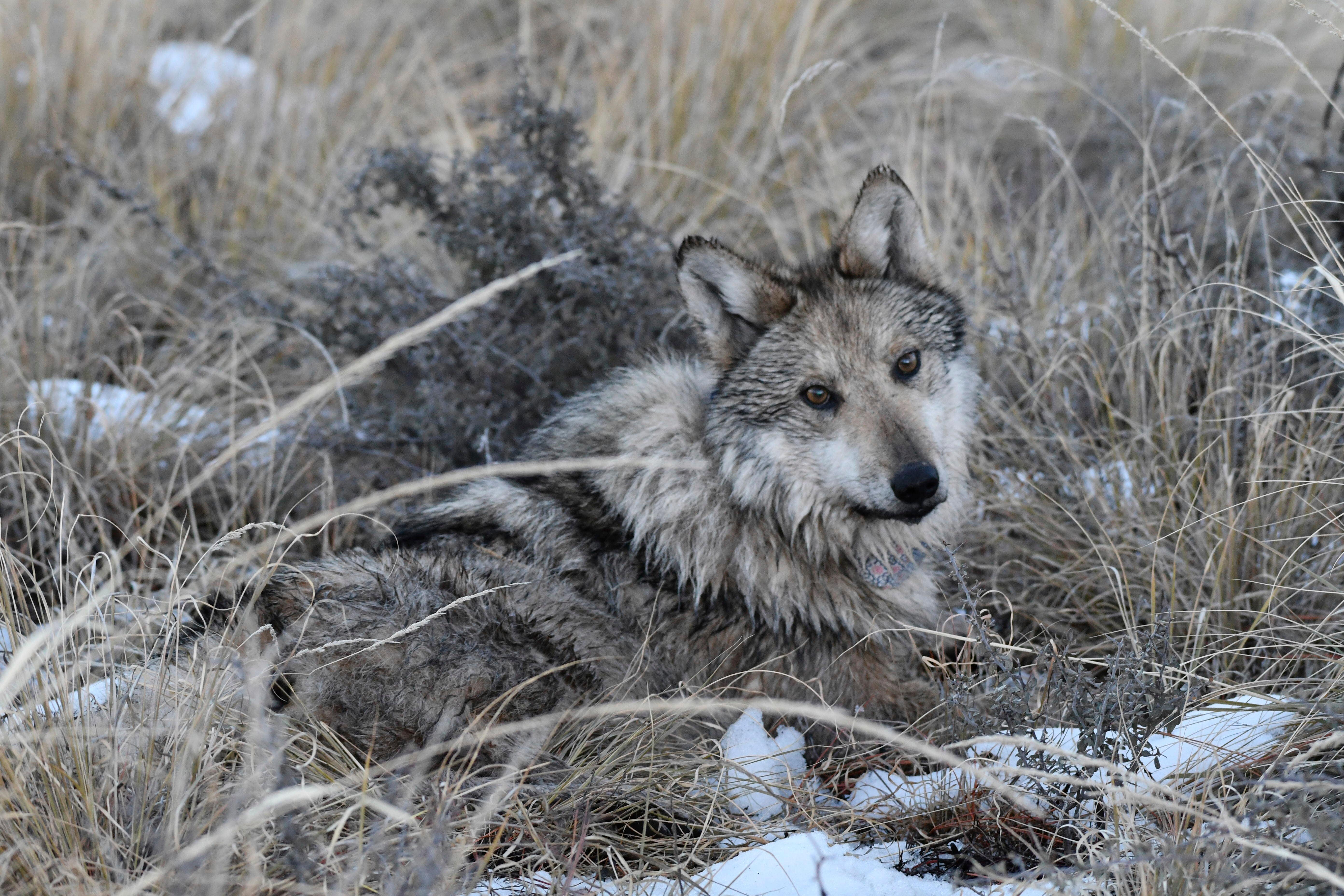 Endangered Mexican gray wolves still face threat despite growing population numbers