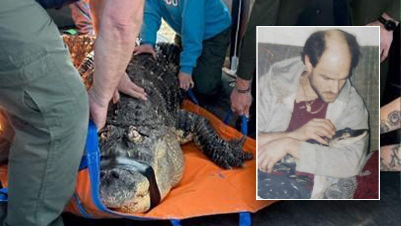 News :New York pet alligator seized by state ‘like they were raiding a terrorist’s home,’ owner says