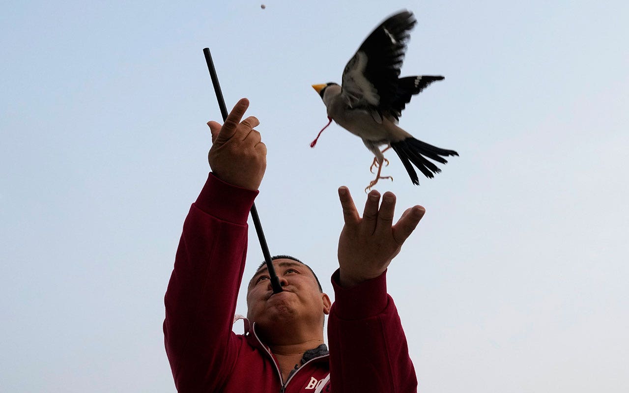Beijing residents play fetch with migratory birds in ancient Chinese tradition