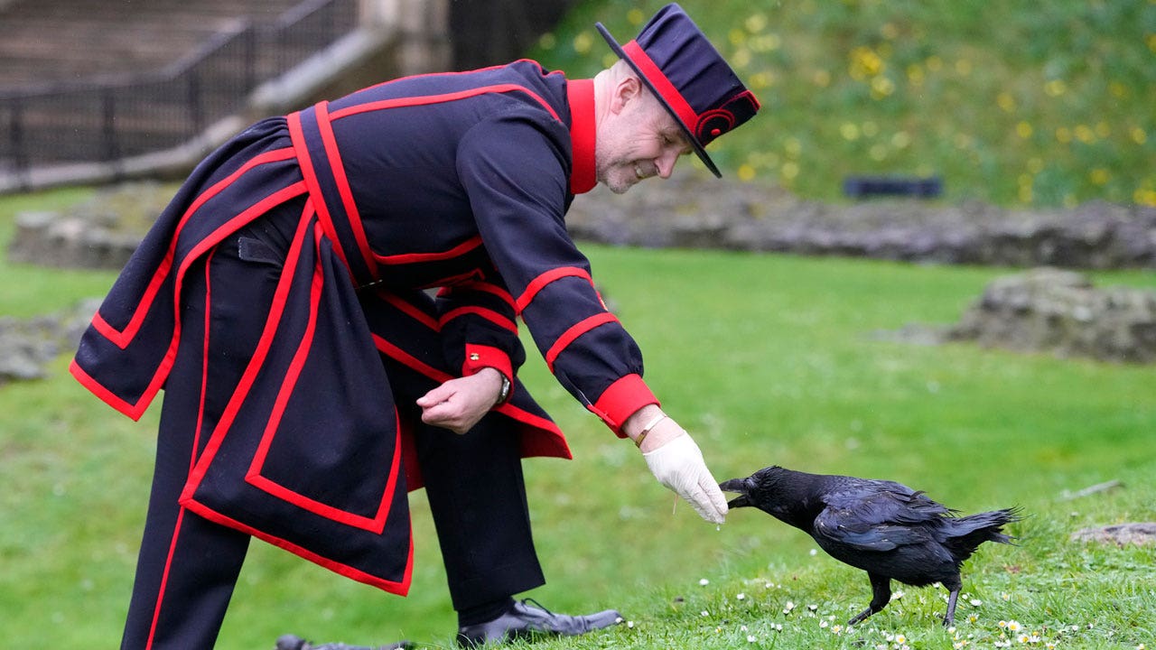 Read more about the article New ravenmaster at Tower of London has most important job in England, according to legend