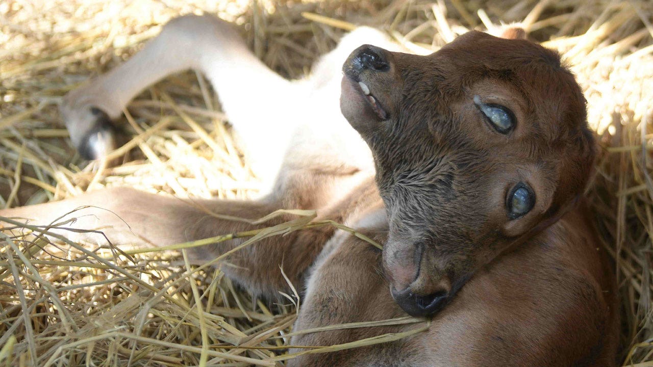 Read more about the article In Louisiana, rare calf with 2 faces survives against all odds