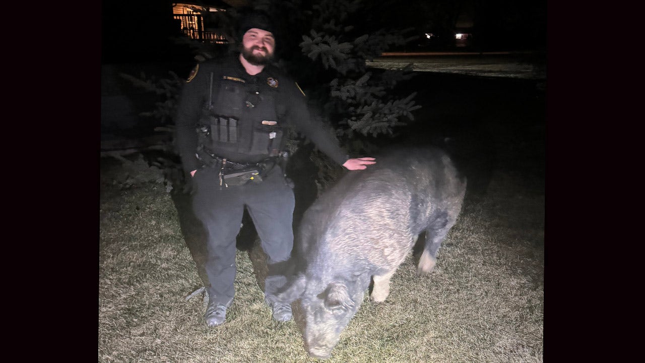 Pig named 'Kevin Bacon' goes on the run, amuses Wisconsin town