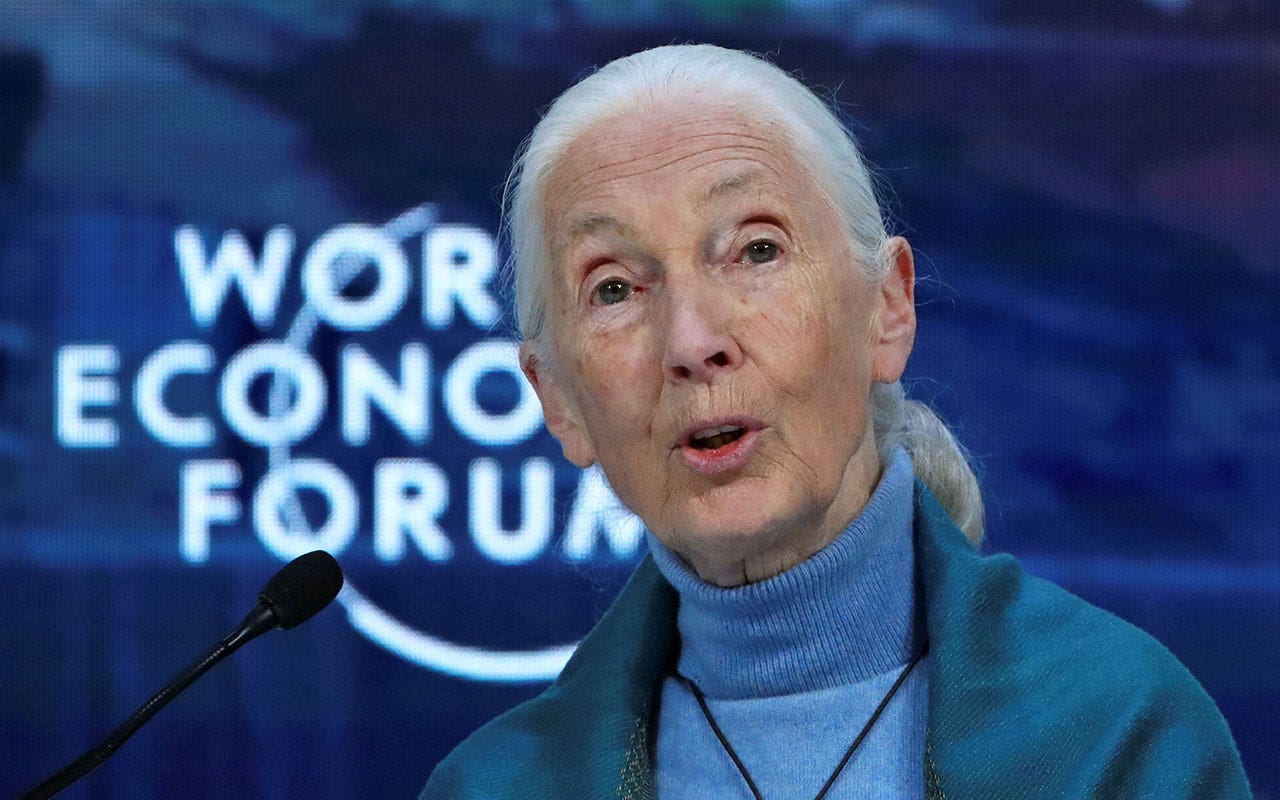 Read more about the article Jane Goodall to celebrate 90th birthday with talks on environmental action
