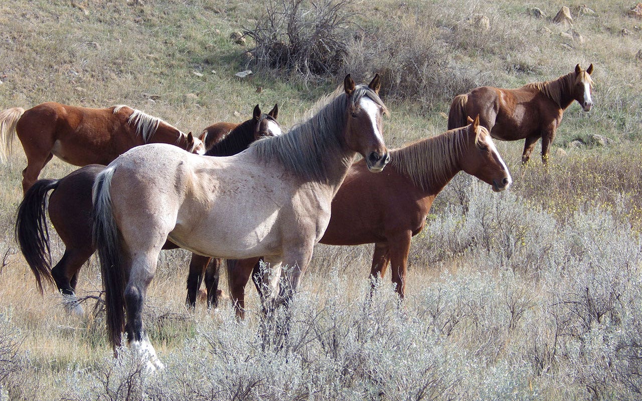 US national park facing removal of wild horses gains support from Congress