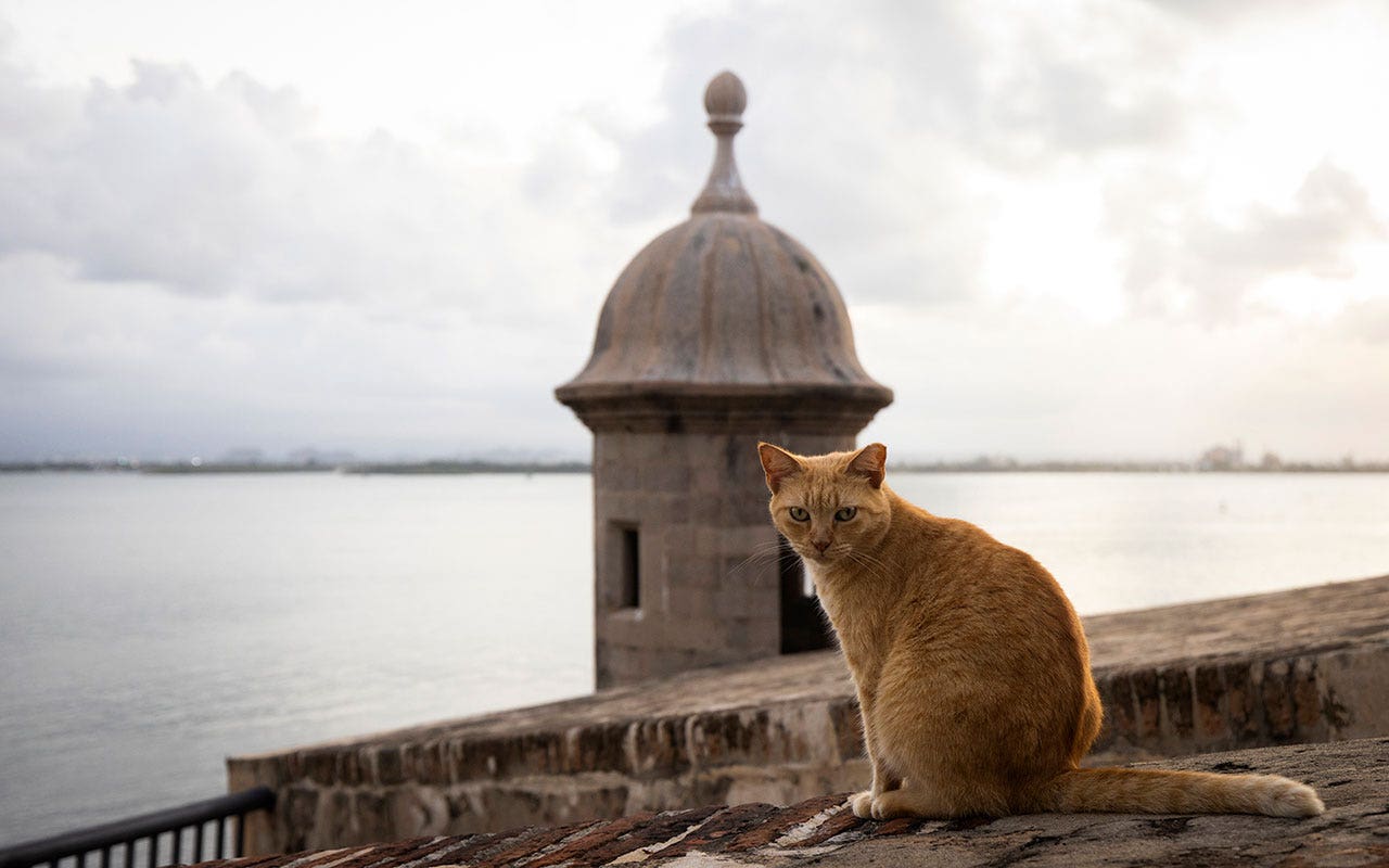 News :US National Park Service faces lawsuit over plan to remove hundreds of stray cats from historic tourist spot