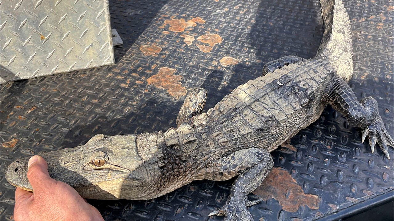 Read more about the article Tennessee fisherman reels in an alligator