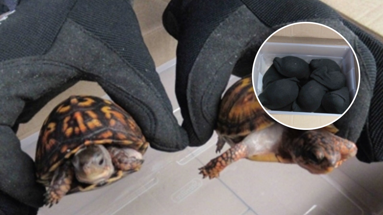 Read more about the article Hong Kong man indicted for allegedly smuggling protected turtles