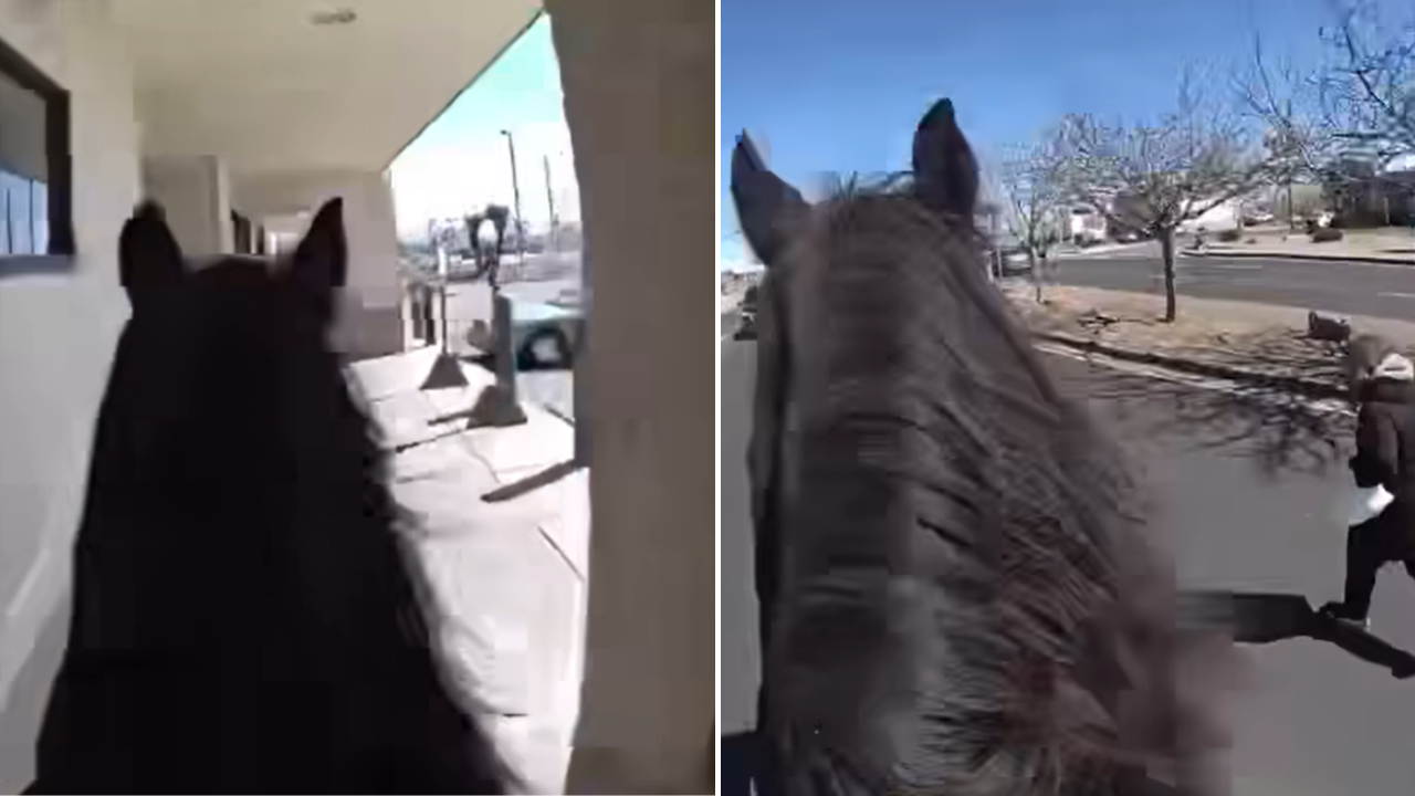 Police on Horseback Chase Down Suspected Shoplifter in Albuquerque, New Mexico