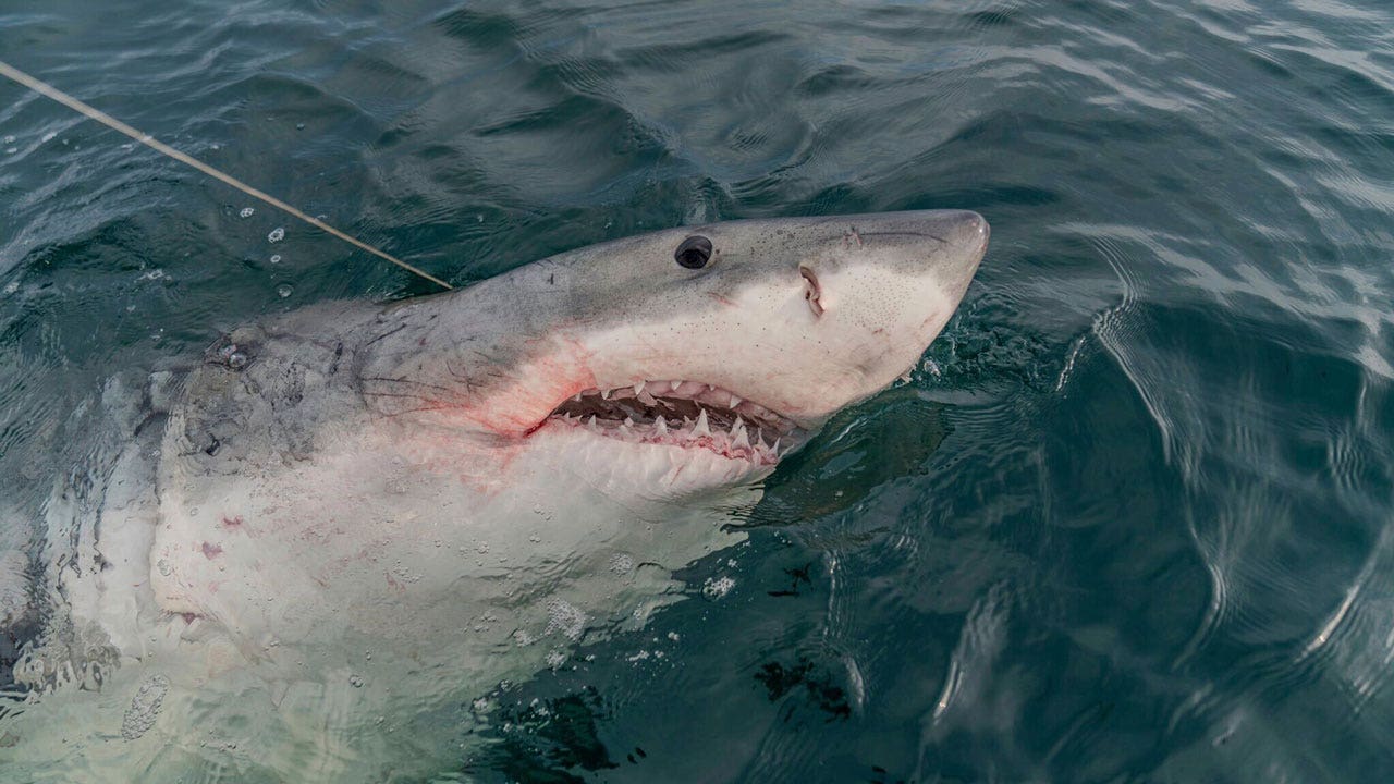 Read more about the article White shark’s record-breaking journey offers clues to help the protected species