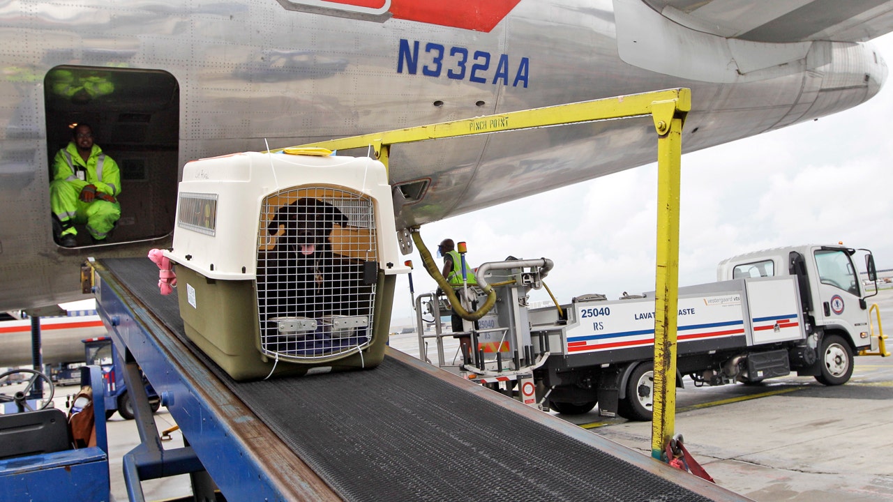 American Airlines Updates Pet Policy Allowing Companion and Full-Size Carry-On Bag in Cabin