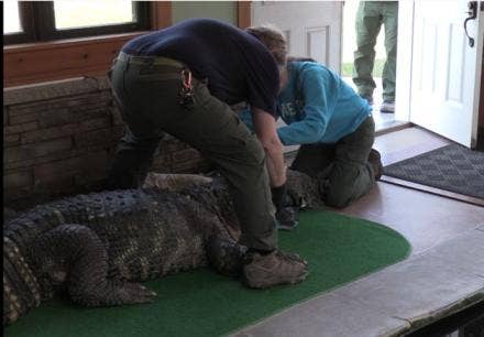 Read more about the article Albert the Alligator’s ‘dad’ chomps at the bit to retrieve his pet gator seized by state