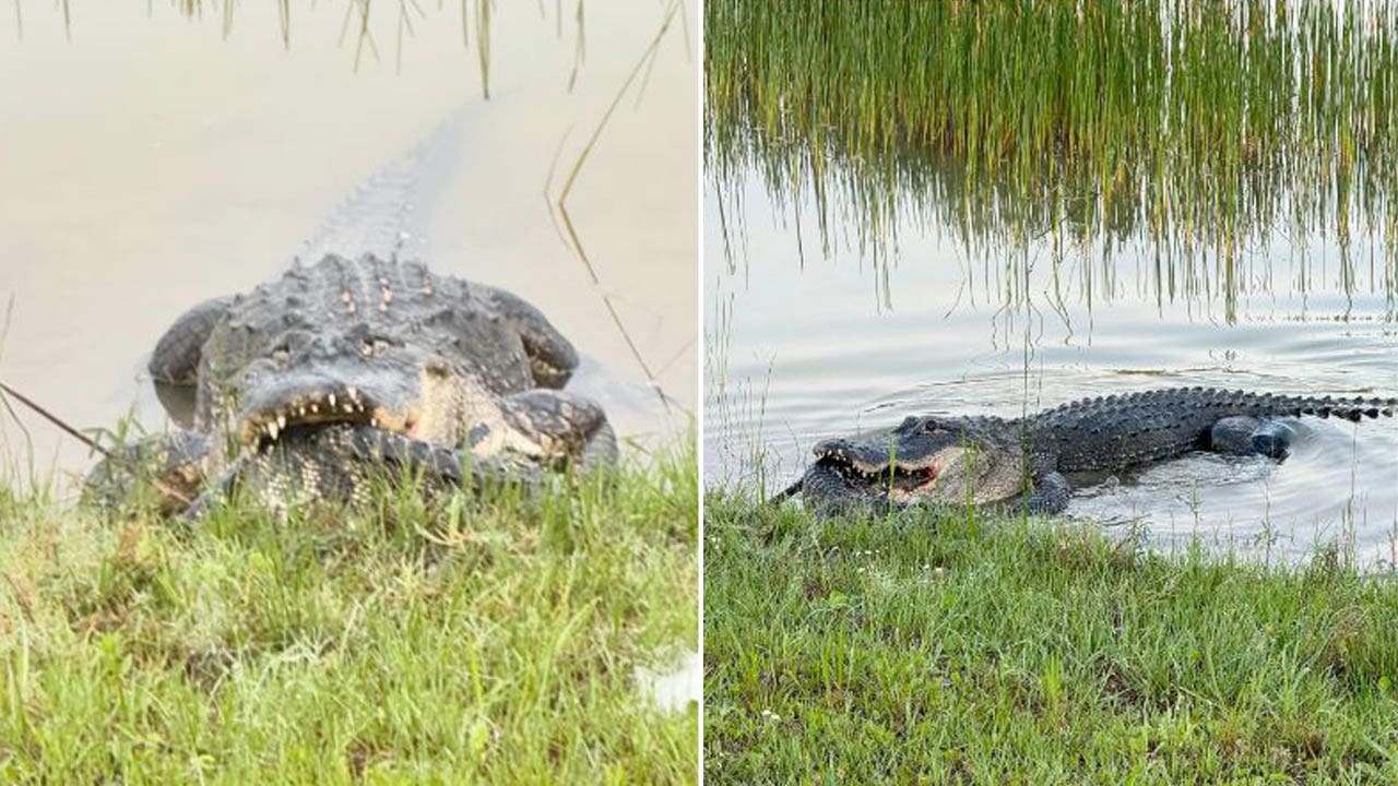 A Charlotte County, Florida, woman warns people walking their dogs about a large alligator devouring a smaller gator. (Sue Edwards)