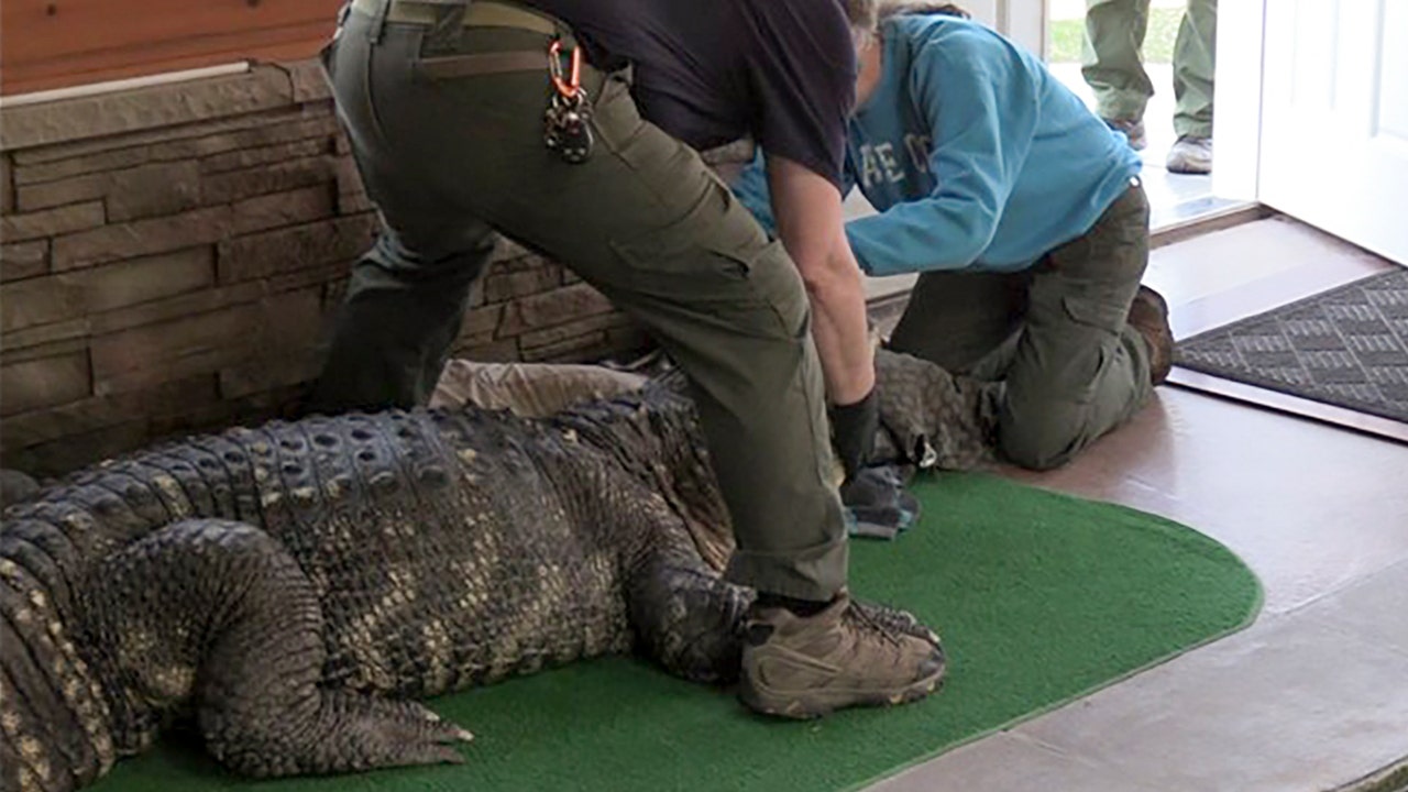 Read more about the article 11-foot alligator seized from pool at upstate New York home