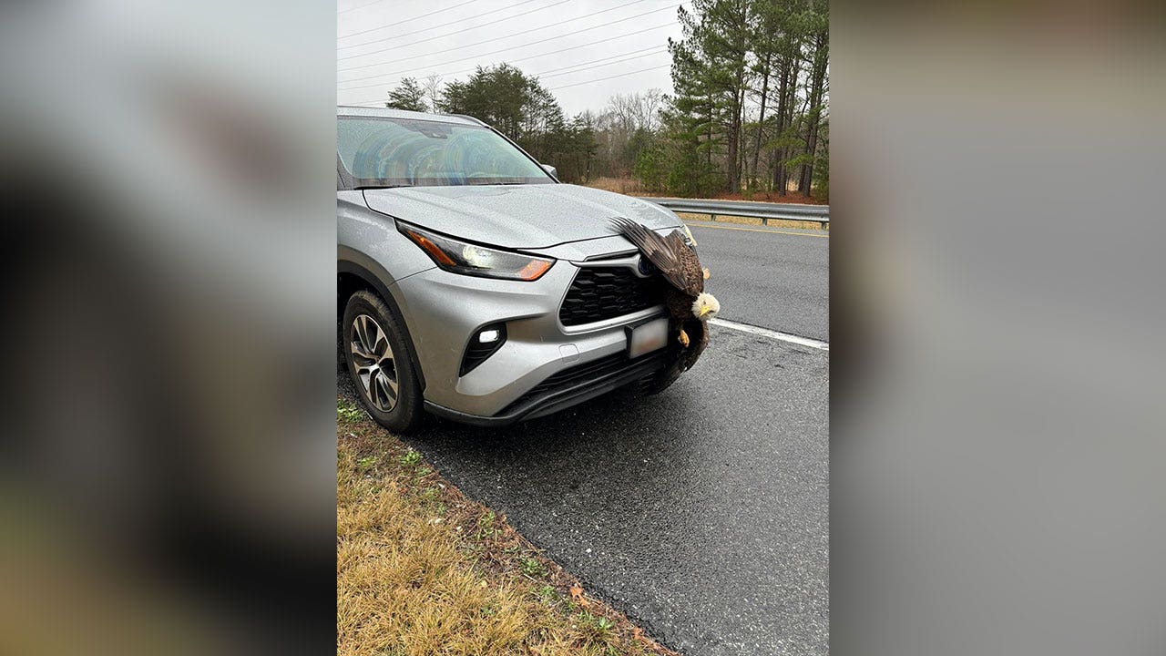 Bald eagle rescued from car grille after being struck on Maryland highway