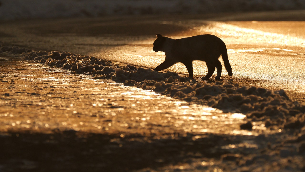 Japanese city on alert after cat falls into vat of toxic chemicals, escapes