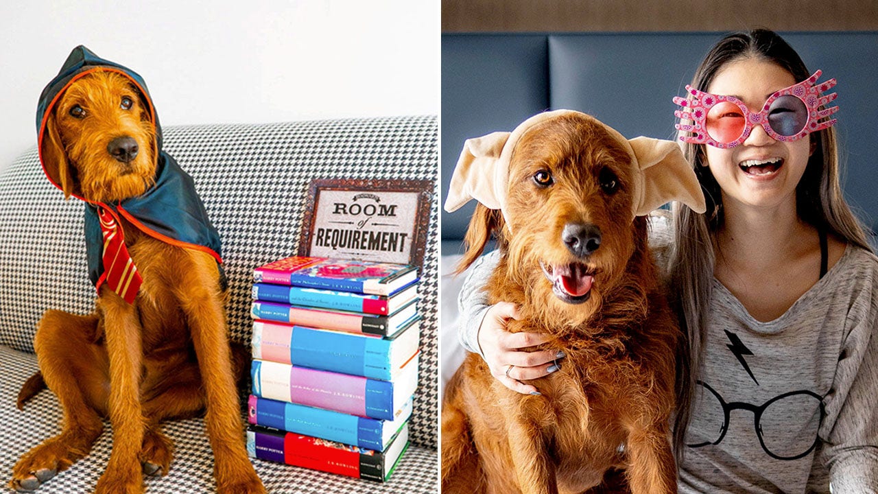 'Harry Potter' popular with dog mom as she teaches her pup startling 'spells' and commands