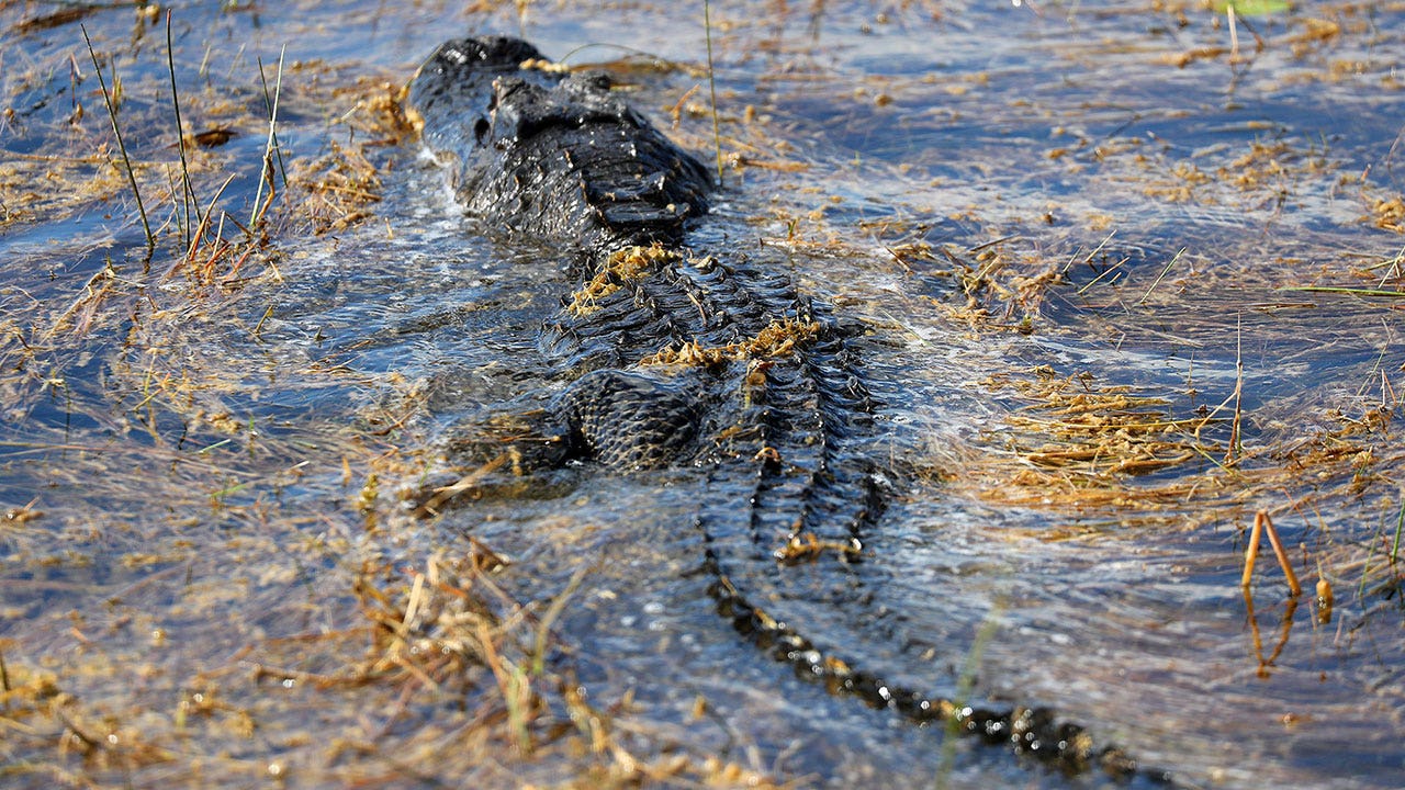 Read more about the article Alligator bites man in Florida’s Everglades
