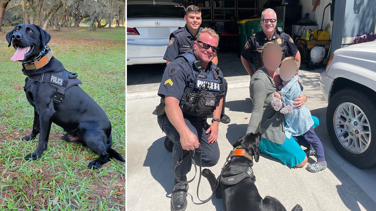 News :Police dog finds missing Florida toddler safe in woods after following scent from blanket