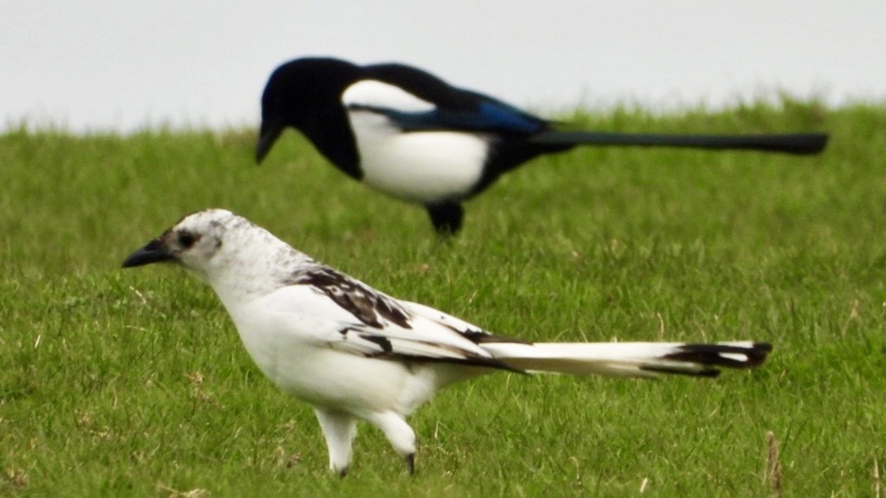 Rare white magpie thrills man in Wales: 'Wow, what a thing that was'