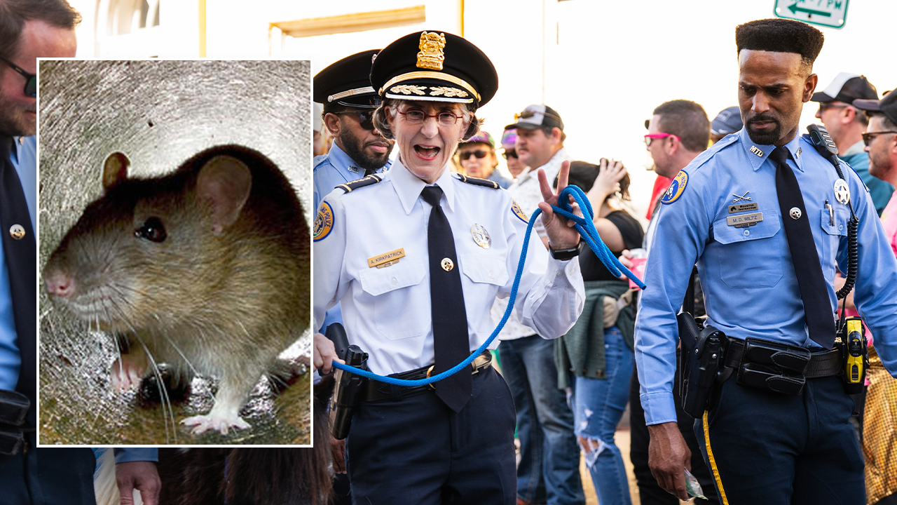 Read more about the article Rats infiltrate police HQ in beloved party city, eat confiscated drugs: ‘They’re all high’
