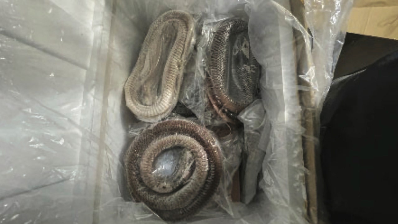 6 arrested in illegal goose intestine import scheme