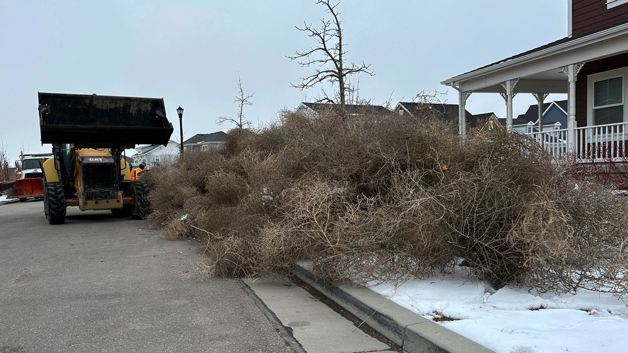 You are currently viewing Massive tumbleweed wave rolls across Utah