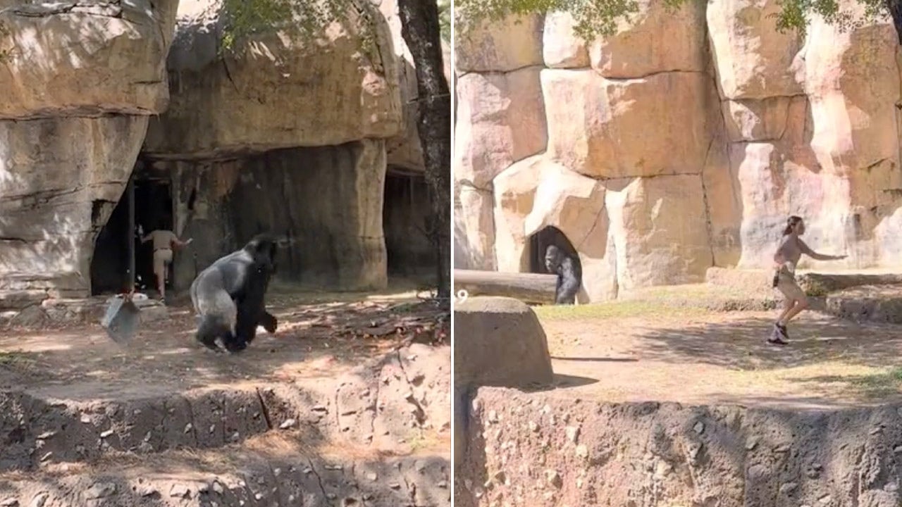 In a now-viral moment garnering millions of views, a gorilla, who is named Elmo, was captured on video as he appeared to aggressively charge towards a zookeeper. (@ben306069)