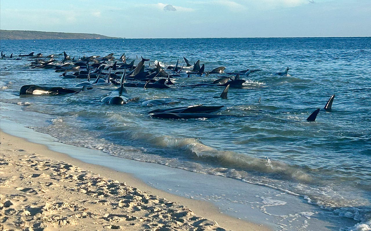 Stranded pilot whales prompt rescue operation in Western Australia