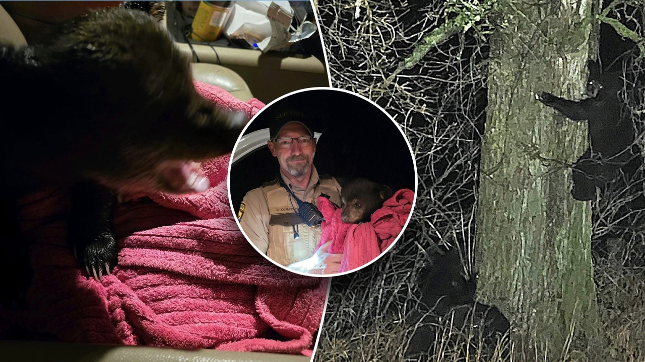 Read more about the article Minnesota deputy and good Samaritan rescue bear cub from highway